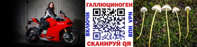 Псилоцибиновые грибы Cubensis Нелидово